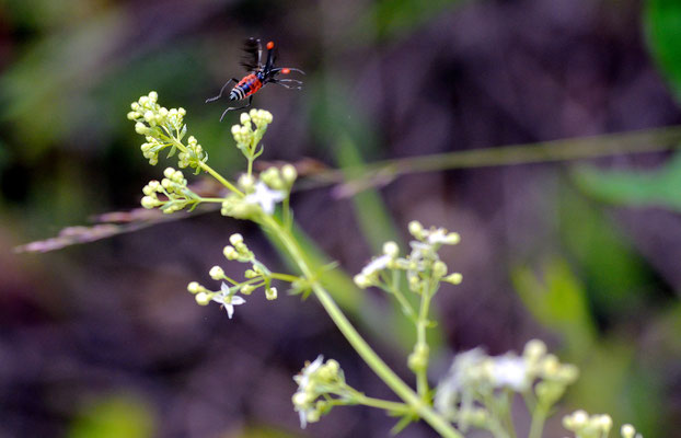 ...und schon fliegt er weg...Foto: Sandra Borchers