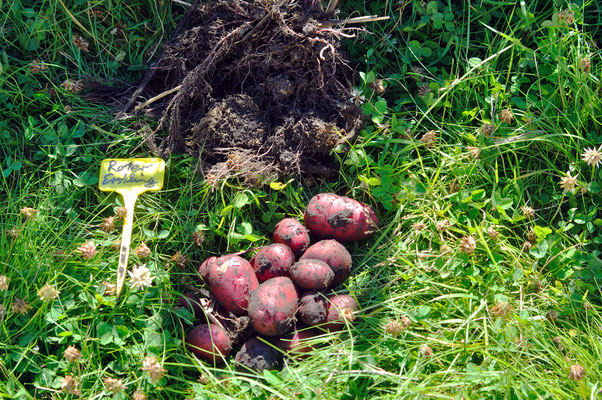 Der Ertrag einer Kartoffelpflanze - Foto: Sandra Borchers