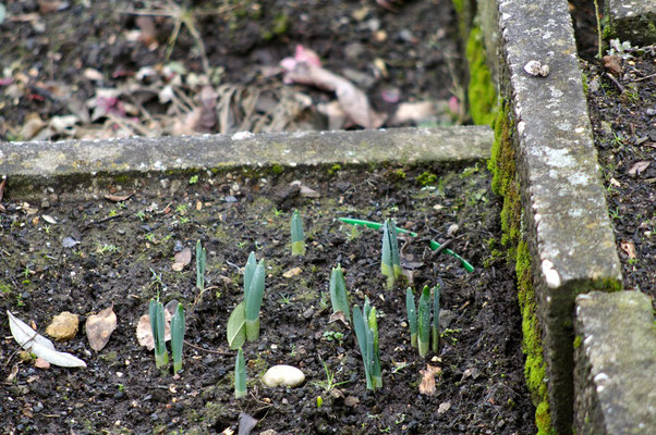 Die Narzissen haben bis Ostern noch etwas Zeit...Foto: Sandra Borchers