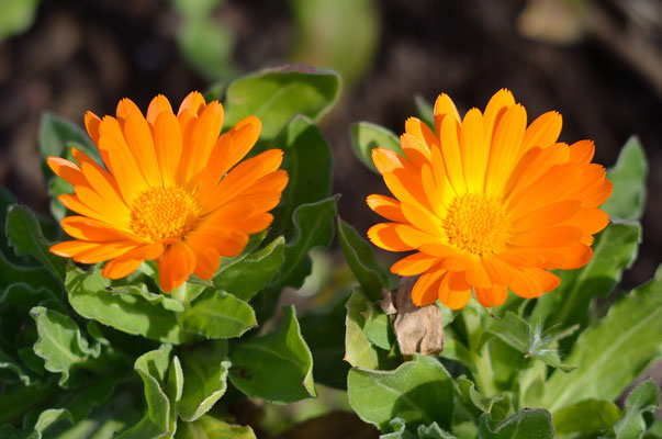 Einige Ringelblumen haben den Winter ebenfalls überstanden und blühen daher schon...Foto: Sandra Borchers