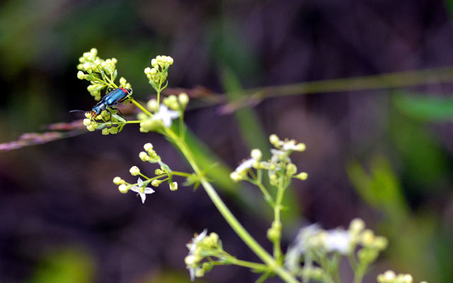 ...kleiner Käfer (Zweifleckiger Zipfelkäfer) gesichtet...Foto: Sandra Borchers