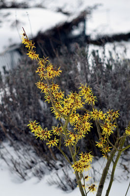 Einzig die Zaubernuss passt zum Wetter...Foto: Sandra Borchers