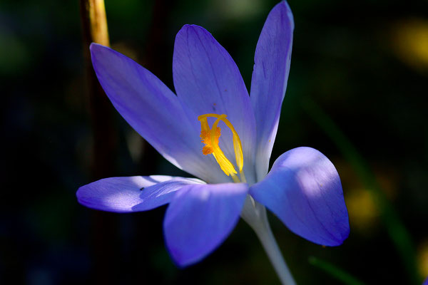 Foto: Sandra Borchers