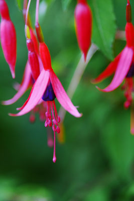 Fuchsie; Foto: Sandra Borchers