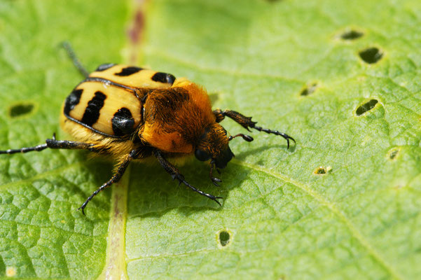 Ebenfalls ein seltenes Exemplar: Der Pinselkäfer, er lebt größtenteils auf Blüten auf Waldwiesen sowie Waldrändern. Foto: Sandra Borchers