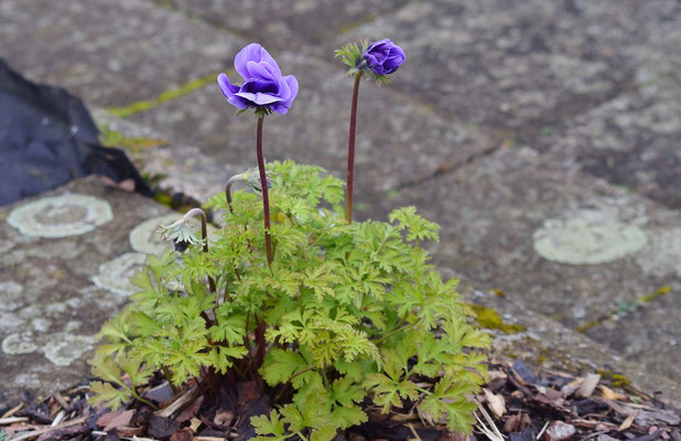 Ist das wirklich schon eine Kuhschelle? Foto: Sandra Borchers