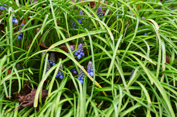 Etwas früh für die ersten Traubenhyazinthen! Foto: Sandra Borchers