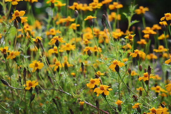 Tagetes - Foto: Sandra Borchers