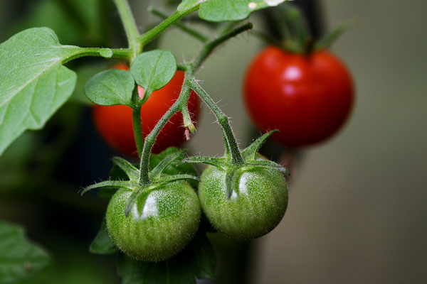 Kirsch-Tomaten; Foto: Sandra Borchers