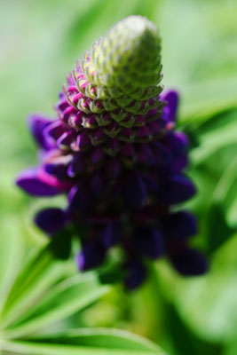 Lupine. Foto: Sandra Borchers