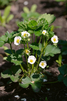 Auch die Erdbeeren stehen gerade in der Blüte. Foto: Sandra Borchers