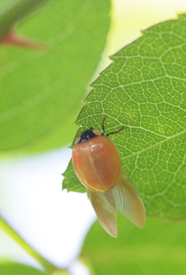 ...dann müssen wohl die Flügel erstmal ausgebreitet werden - oder trocknen? Foto: Sandra Borchers