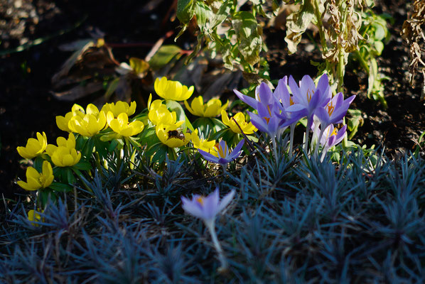 Wilde Krokusse und Winterlinge. Foto: Sandra Borchers