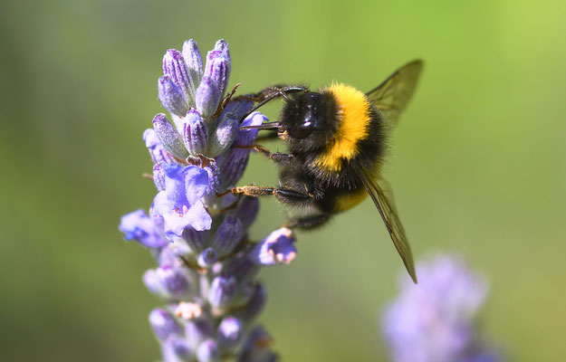 Hummel am Lavendel I; Foto: Sandra Borchers