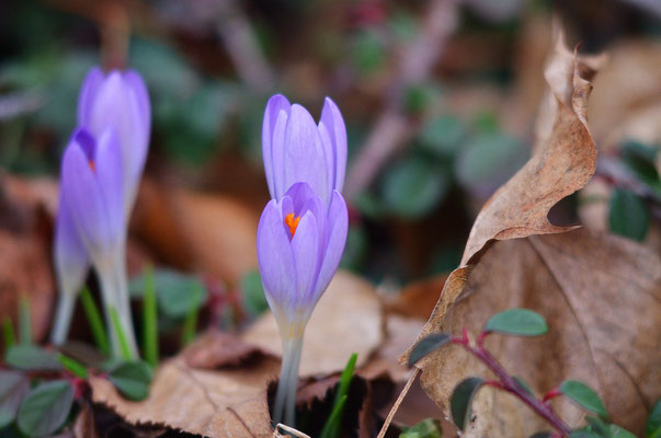 Die Elfenkrokusse sind absolut "in der Zeit" - sie zählen zu den mit am frühesten blühenden Krokuss-Arrten. Foto: Sandra Borchers 