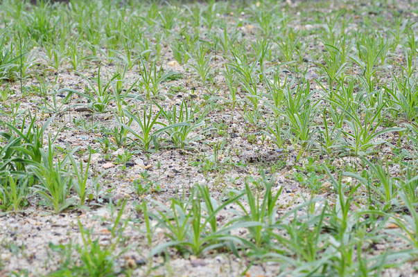 Im Nachhinein wurde deutlich, dass es sich bei der  hier dominanteste Pflanze um die Kornrade (Agrostemma githago) handelt. Foto: Sandra Borchers 