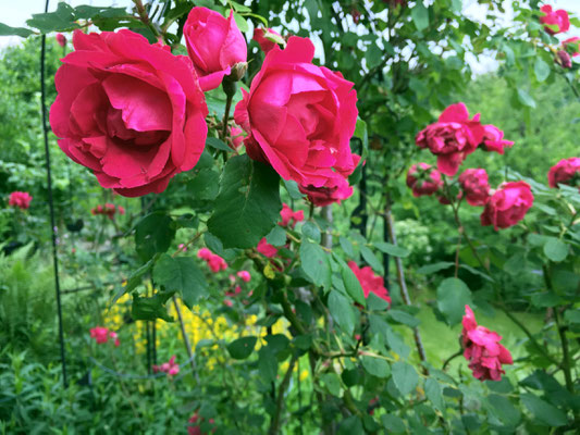 Auch ein tolles Rosen-Jahr war 2018 Foto: Sandra Borchers