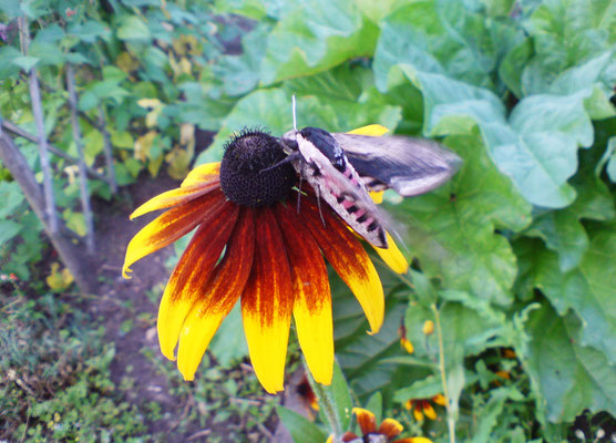 Der Ligusterschwärmer ist in der Dämmerung aktiv und fliegt duftende Blüten an. Foto: Sandra Borchers