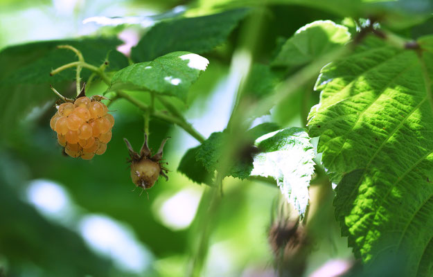 Gelbe Himbeere; Foto: Sandra Borchers