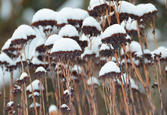 Sehr kleidsam: Mit Schneehaube sehen die Blütenstände der Fetthenne richtig toll aus! Foto: Sandra Borchers