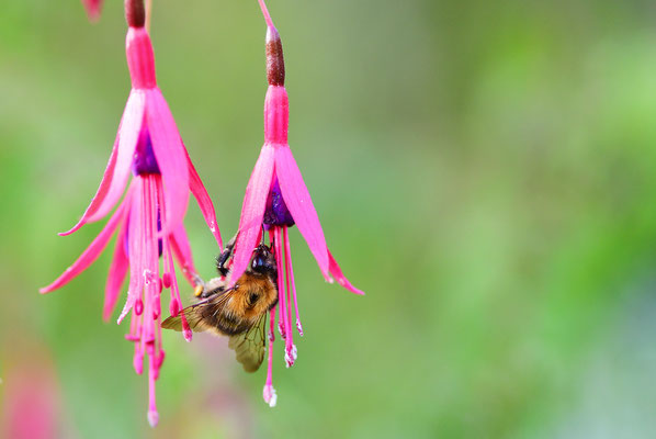 Fuchsie - Foto: Sandra Borchers