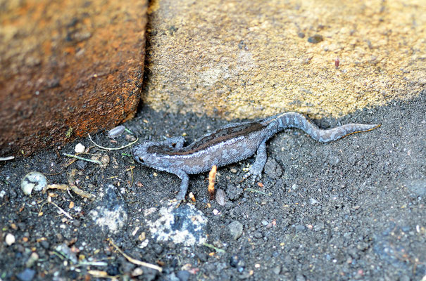 Ein kleiner Molch an einem schattigen Plätzchen. Foto: Sandra Borchers