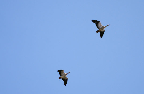 Und während man so durch die Anlage spaziert, fliegen - dank der Nähe zum Hangeweiher - ein paar Nilgänse über einen hinweg...Foto: Sandra Borchers