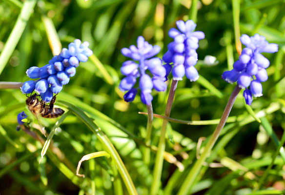 Die Traubenhyazinthen sind bei den Insekten sehr beliebt. Foto: Sandra Borchers