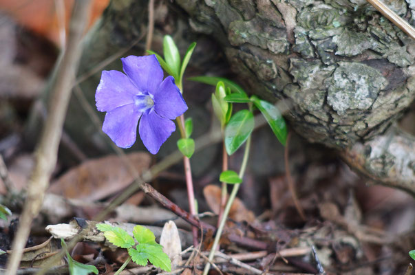 Das kleinblättrige Immergün (vinca minor) blüht eigentlich ab April...Foto: Sandra Borchers