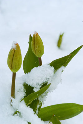 Schnee im Frühling: März 2008 Foto: Sandra Borchers