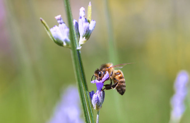 Biene am Lavendel II; Foto: Sandra Borchers