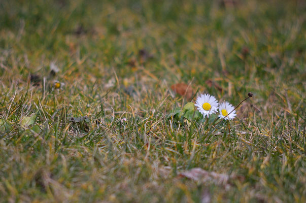 Nicht klein zu kriegen: die Gänseblümchen. Foto: Sandra Borchers