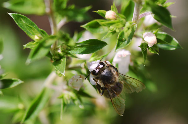 Biene am Bohnenkraut I - gut zu erkennen die zwei Staubblätter der Blüte;  Foto: Sandra Borchers