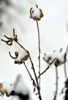 Auch der Samen der Ringelblume ist Vogelfutter. Foto: Sandra Borchers