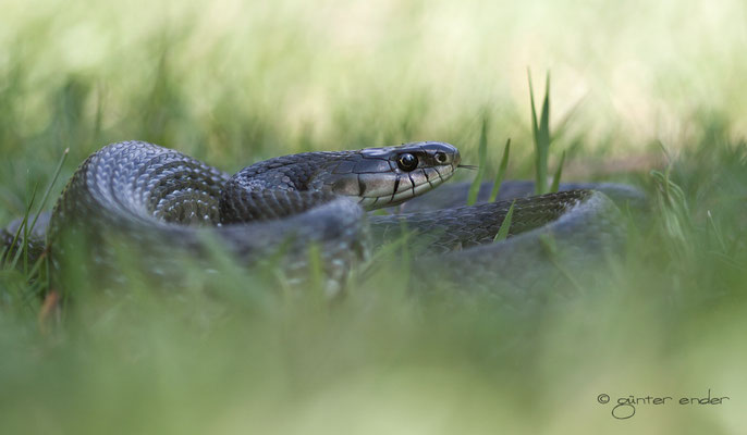 Barrenringelnatter (Natrix Natrix Helvetica)