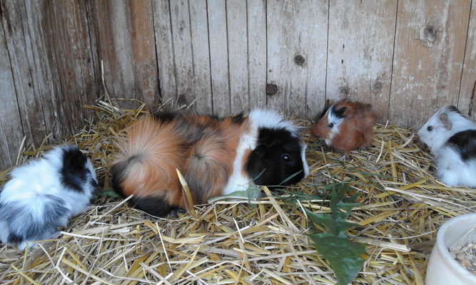 bei den Meerschweinchen gabs Nachwuchs
