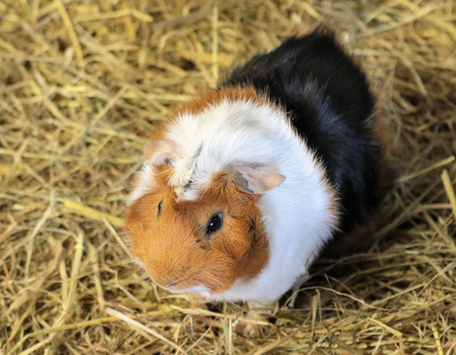 süße Meerschweinchen