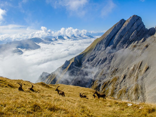 Blick zum Schafberg