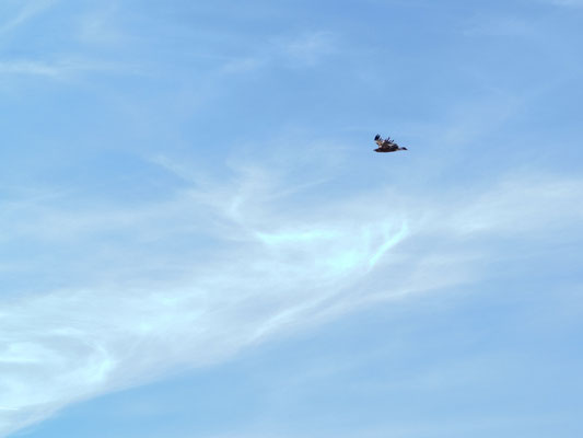 Adler ziehen ihre Kreise um den Piz Lunghin