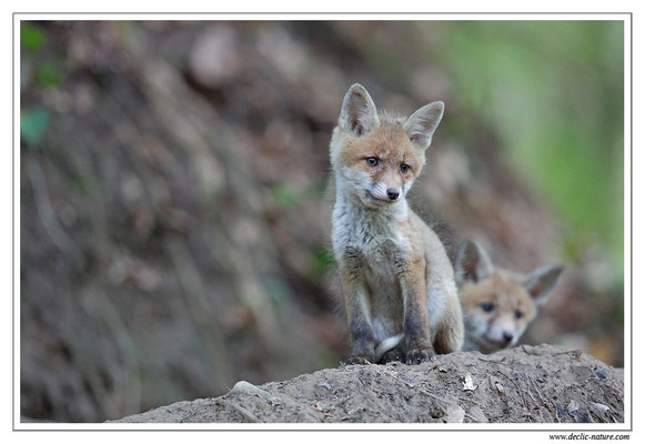 Photo Renard_88 (Renard roux -Vulpes vulpes - Red Fox)