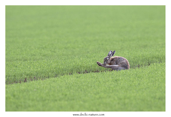 Lièvres - Lepus europaeus - Brown Hare (31)