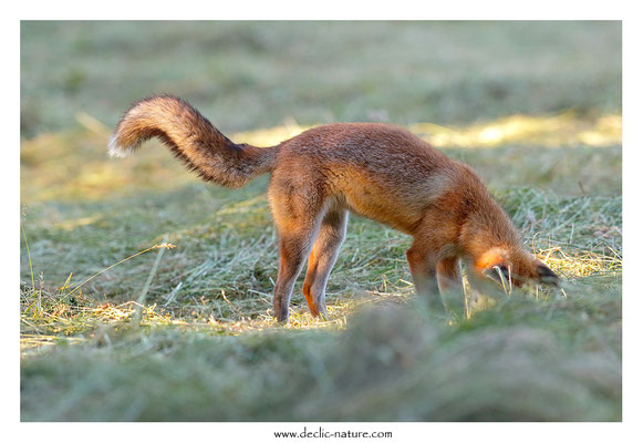 Photo Renard_194 (Renard roux -Vulpes vulpes - Red Fox)