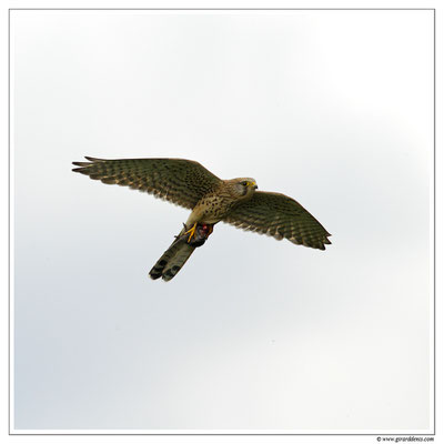 Photo 12 (Faucon crécerelle - Falco tinnunculus - Common Kestrel)