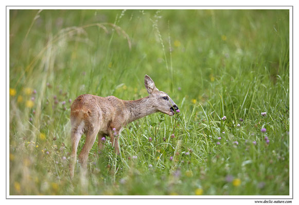 Photo Chevreuil_76 (Chevreuil - Capreolus capreolus - Roe Deer)