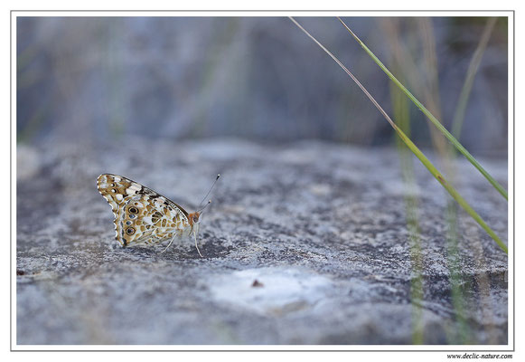 Belle Dame - Vanessa Cardui (6)