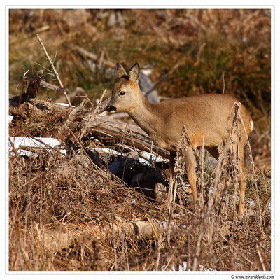 Photo Chevreuil_49 (Chevreuil - Capreolus capreolus - Roe Deer)