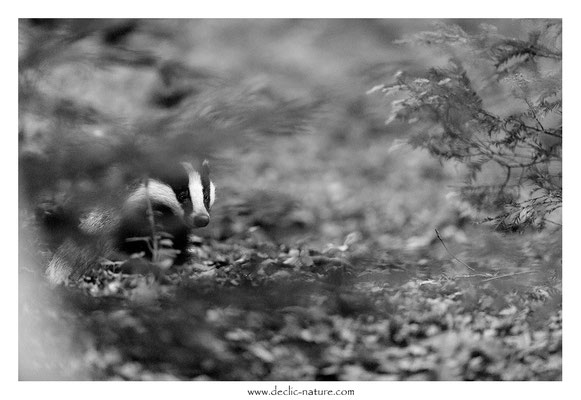 Photo_Blaireau_55 (Blaireaux - Meles meles - Eurasian Badger)