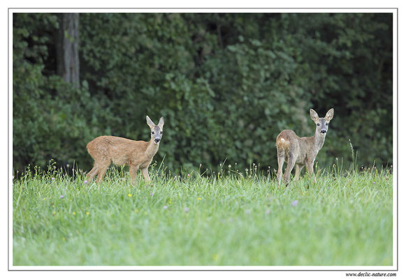 Photo Chevreuil_88 (Chevreuil - Capreolus capreolus - Roe Deer)