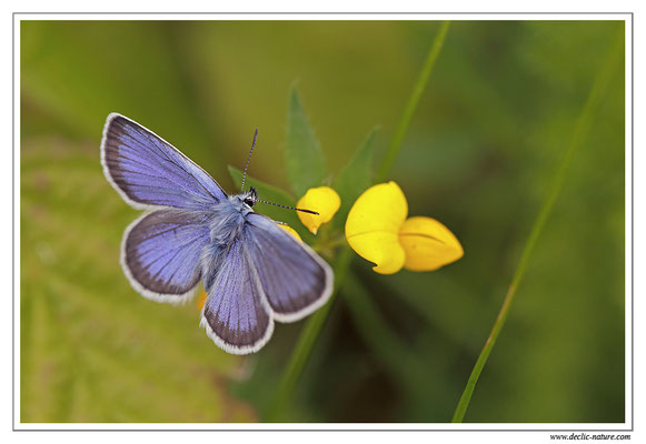 Petit argus - Plebejus argus (8)