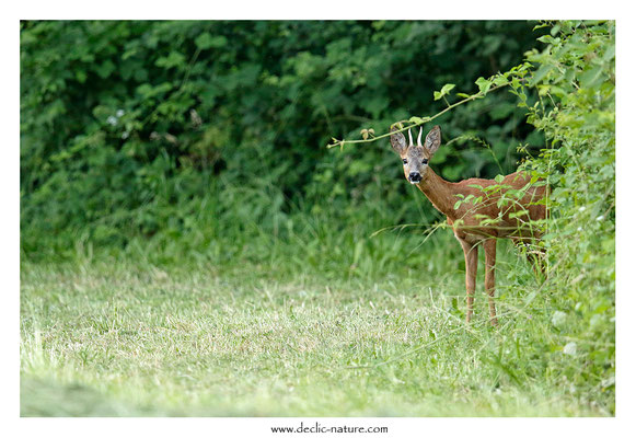 Photo Chevreuil_141 (Chevreuil - Capreolus capreolus - Roe Deer)